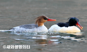 멸종위기야생생물/천연기념물 호사비오리 이미지