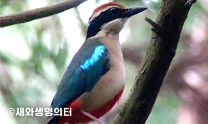 멸종위기야생생물/천연기념물 팔색조 이미지