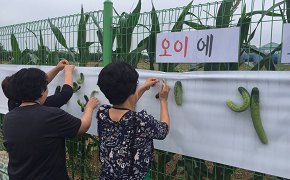 청산 오이 축제 2