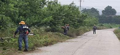 평화누리길 구간 개복숭아나무 식재 및 제초작업
