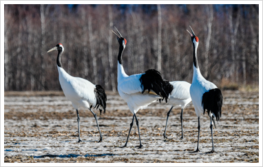 Crane
