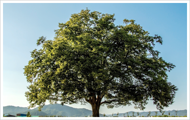 Zelkova Tree