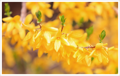 Forsythia