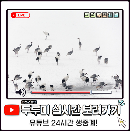 연천큐브채널 - 연천군 중면 두루미 실시간 보러가기 / 유튜브 24시간 생중계